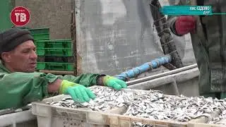 Дары моря.  Промысловый лов в Седово