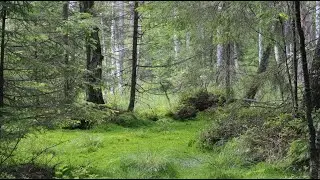 Беловежская пуща – одно из семи чудес Беларуси