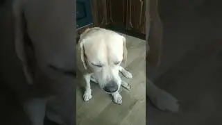 Нейрон и Арбуз