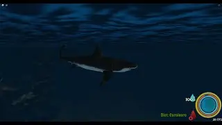 Roblox Oceanic  Great white shark gameplay!