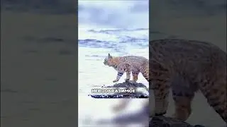The Lynx's Abnormal Jumps😱