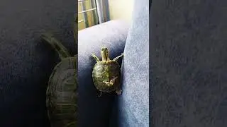 Unstoppable Ninja 🤣🐢🐢