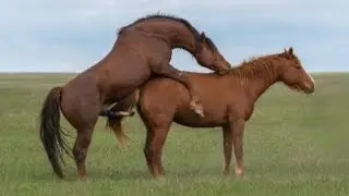 📹 Horse Mating New Video ll Rare Wild Activity ll Horse Breeding video
