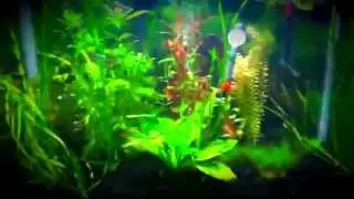 How to Light a Planted Aquarium (Aquarium007)