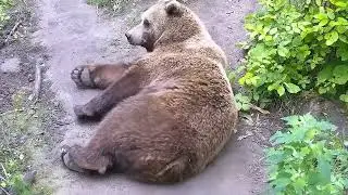 Спит на земле