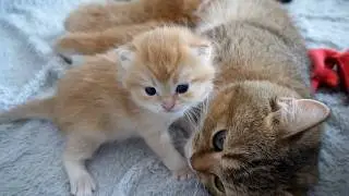 Pom the kitten is a pampered, laid-back cat.