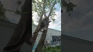 КОТЁНОК 🐱🐱 МАШМАШ 👍👍👍(3)