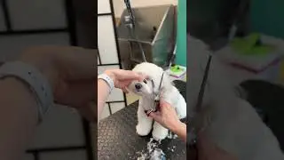 Scissoring a cute Maltese face