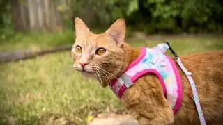 Cute Ginger cats relax in Aussie backyard ASMR & native bird sounds