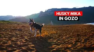 GOZO in MALTA mit Husky Mika am STRAND 🌊🌴