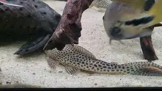 L116 pleco. red fin thresher