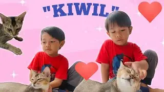 Bermain Dengan Kucing Kesayangan si 