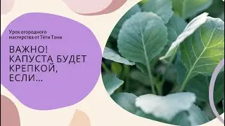 874. Капуста. Считаем листья...