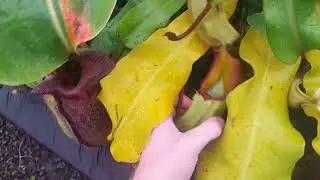 Bench Tour: Nepenthes veitchii section
