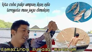 ternyata pake umpan ikan nila baungnya juga mau makan