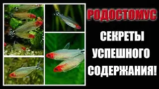 🛠️ РОДОСТОМУС: Содержание и уход: Руководство для начинающих!