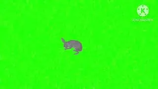 Rabbit eating green screen