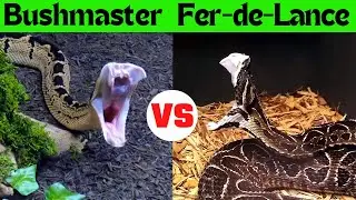The Ultimate Snake Showdown: Fer-de-Lance vs. Bushmaster