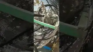Cotton Seed Grading: How It Works and Why It Matters | Cotton Production | Growing Plants from Seed