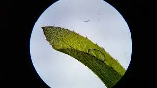 Focusing in on Elodea