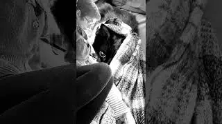 #Chat noir ! sous l'oeil vigilant de la bête. #shortsvideo #shorts