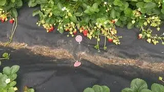 Фенг Сянг нейтрал. Китаец. Отличный, продуктивный сорт.