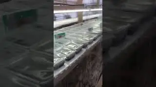 Посевная