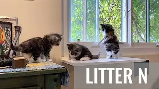 SKOGBERG CATTERY | NORWEGIAN FOREST CATS. 'August Name Day' Litter N - Week 5.5