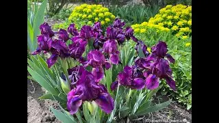 Our Spring Garden: Everyone Can Grow a Garden (2023) #19