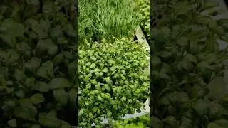 Важно знать!Для чего нужен прижим для микрозелени. 