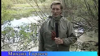 Сабельник болотный - лекарственное растение от болей в суставах