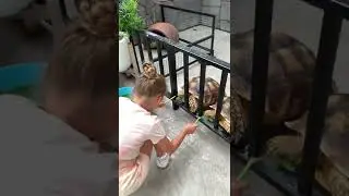 Кормим черепах 🥰