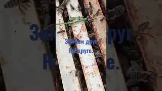 Пчелы зимуют друг на друге.В улье.