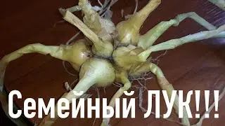 Почему не вырос лук?