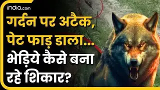 Bhediya Attack Video: Uttar Pradesh के Bahraich में भेड़ियों का आतंक | Wolf Attack