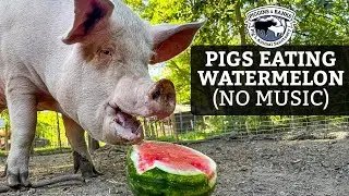 Pigs Eating Watermelon ASMR (No Talking / No Music)