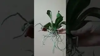 Пересадка убитых орхидей 3/7 
