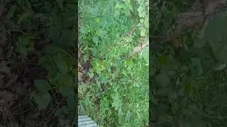 Milk Snakes and Copperheads at a KY survey site - 10 August 2024