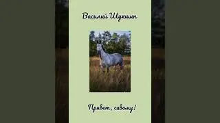 Василий Шукшин - Привет, сивому!