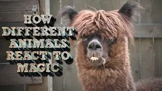 How Different Animals React to Magic?