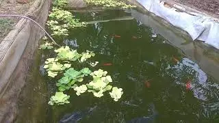 kolam terpal