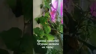 Когда захотелось огурчиков дома) #live #лето #дом #лайк #огород #рассадаогурцов