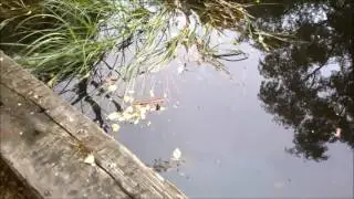 Why All Ponds Need An Escape Route for Wildlife