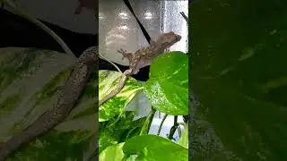 Crested Gecko Vivarium