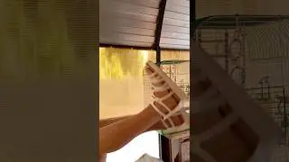 меня Петя заманил в чёрную смородину