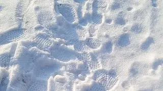 Рибак Йомайо