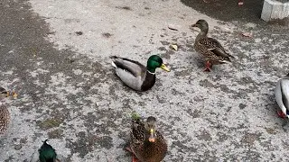 Hurt Duck 🩼🦆😞