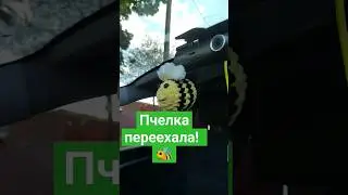 Пчелка ушла от Буси!