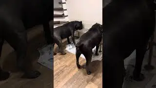 Доброе утро! Напоминаю- каждый день мы в телеграмм сидим https://t.me/tttt_canecorso