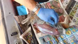 Gusanos encontrados en la piel de un conejo